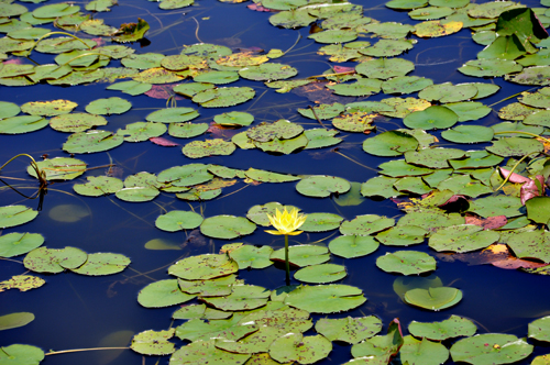 Lilly pads