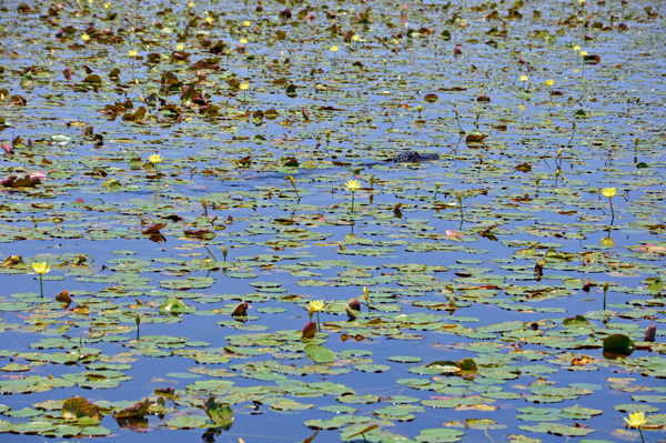 lilly pads at Myakka State Park