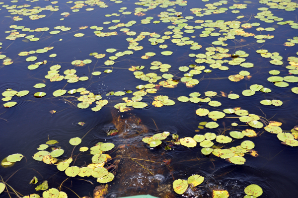 alligator at Myakka River