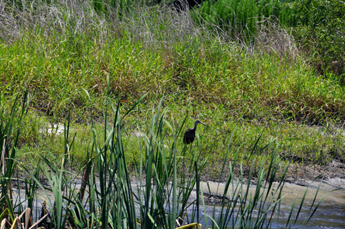 bird at Myakka River State Park 