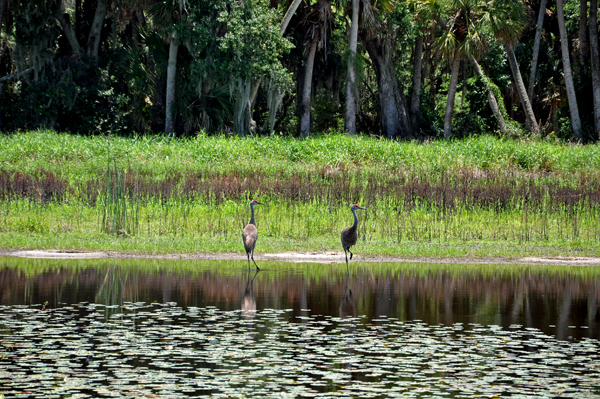 bird at Myakka River State Park 