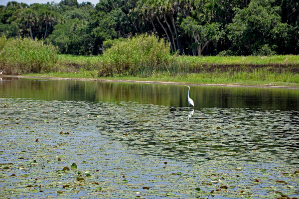 bird at Myakka River State Park 