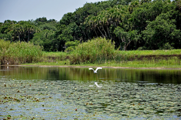 bird at Myakka River State Park 