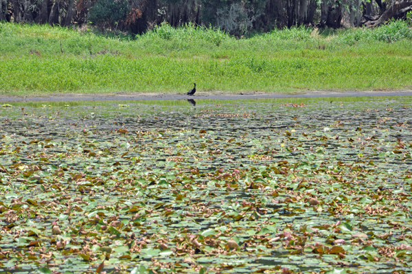 bird at Myakka River State Park 