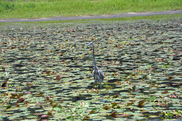 bird at Myakka River State Park 