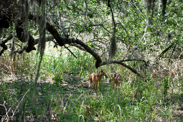 deer