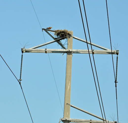 osprey