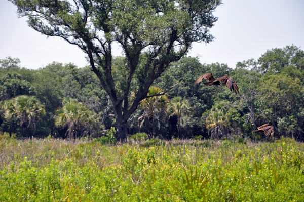 Turkey Vultures