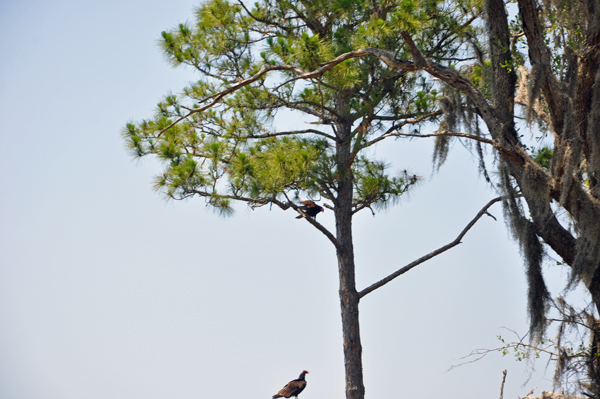 Turkey Vultures