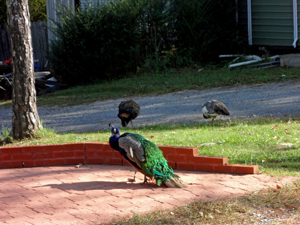 wildlife in the campground