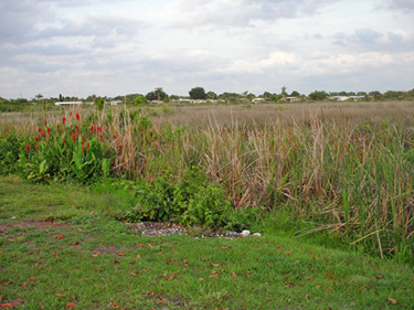 the marsh behind the two RV Gypsies' motorhome