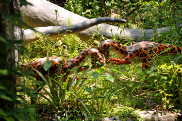 Ornitholestes at Dinosaur World