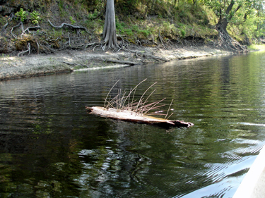 Lee thought this log looked like a porcupine