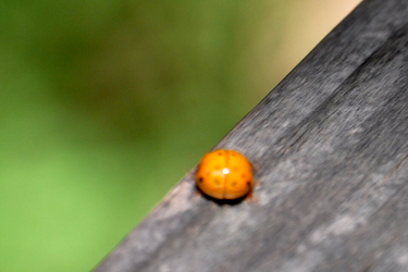 a ladybug