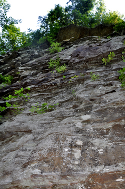 Looking up at the cliff