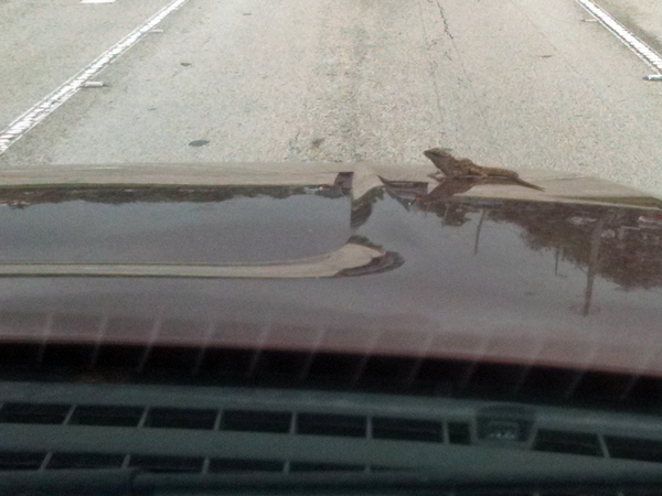 lizard on the hood of the two RV Gypsies truck