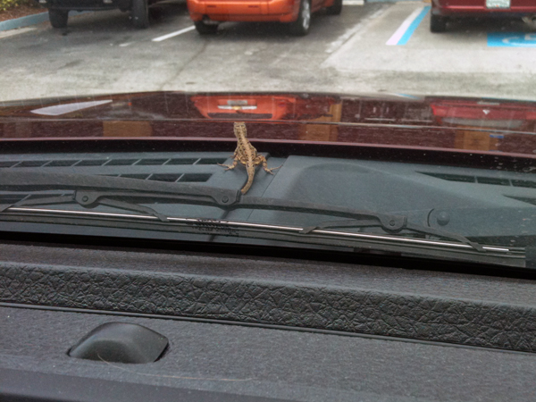 lizard on the hood of the two RV Gypsies truck