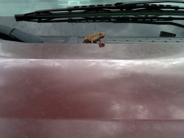 lizard on the hood of the two RV Gypsies truck