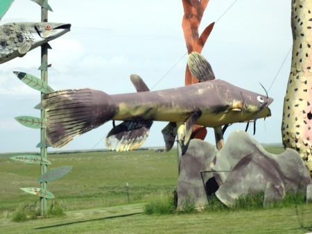 close-up of big fish