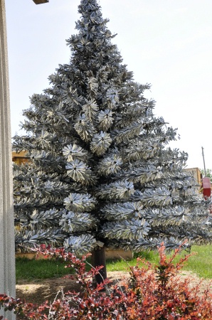 tree by the gift shop