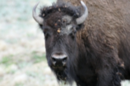 buffalo at Theodore Roosevelt National Park