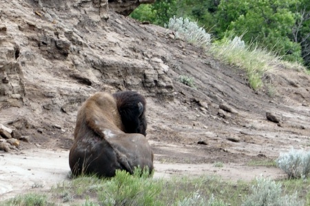a really big buffalo at Theodore Roosevelt National Park