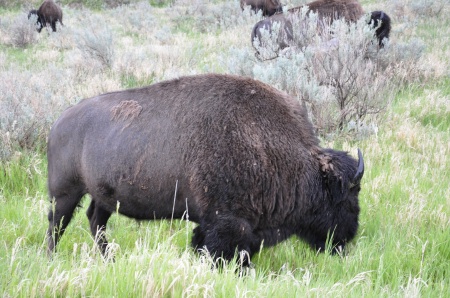 buffalo at Theodore Roosevelt National Park