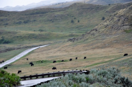 lots of buffalo at Theodore Roosevelt National Park