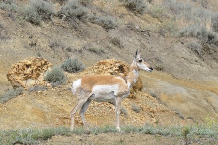deer at Theodore Roosevelt National Park