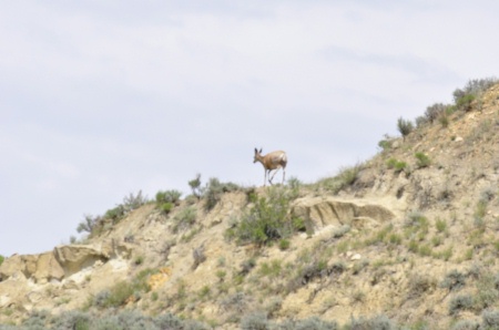 deer at Theodore Roosevelt National Park