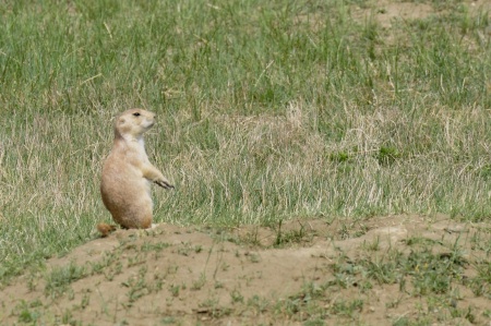 a Black-tailed prairie dog at Theodore Roosevelt National Park
