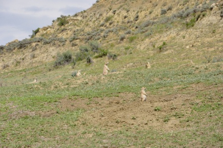 lots of Black-tailed prairie dog at Theodore Roosevelt National Park