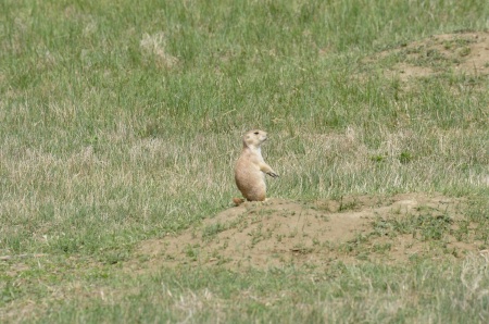 praire dog on the look-out