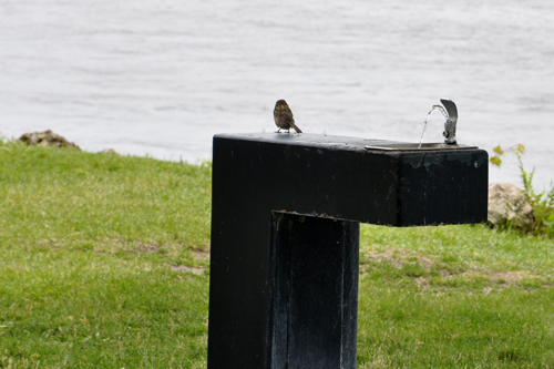 Bird drinking from water fountain