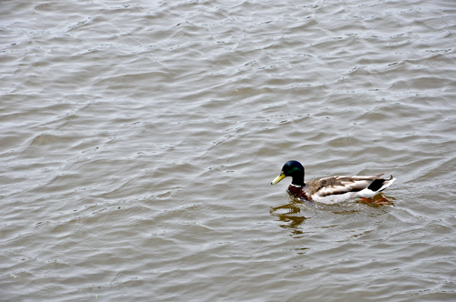 a Mallard duck