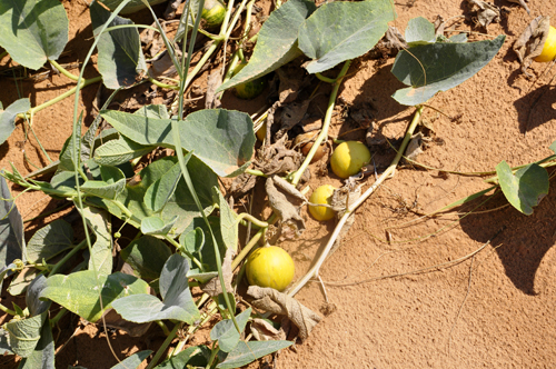 something growing in the dunes