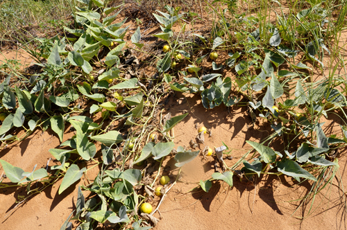 something growing in the dunes