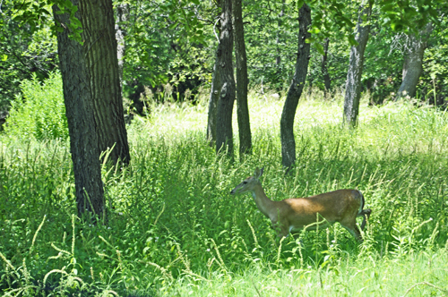 The two RV Gypsies see a deer