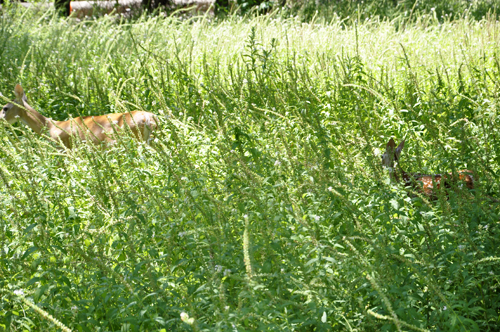 mamma and baby deer