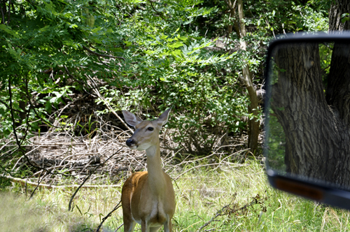 another deer at Boiling Springs State Park