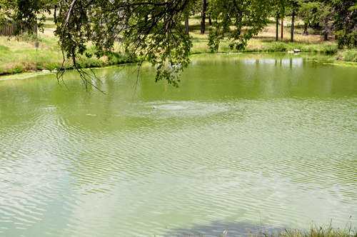 bubbles in the pond