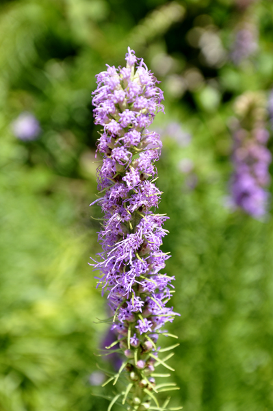 close-up of a flower