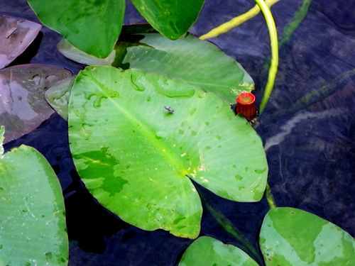 a bug on the lilly pad