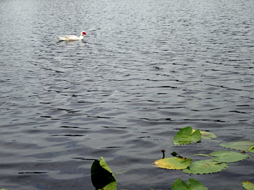 A duck on the lake