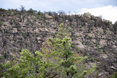 Chiricahua National Park