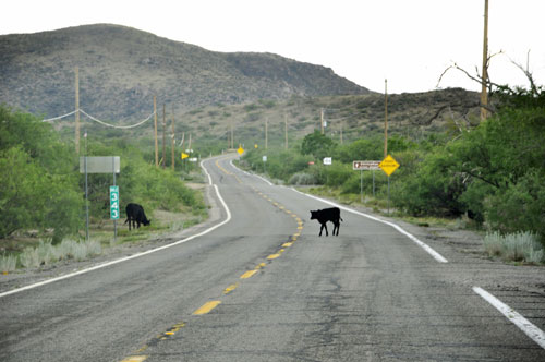 cow in the road