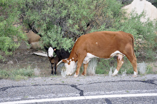 cows