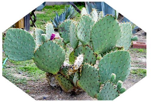cactus plant in the campground in Arizona