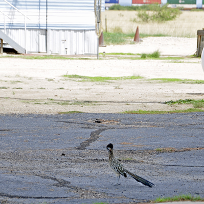 a roadrunner in the campground in Arizona