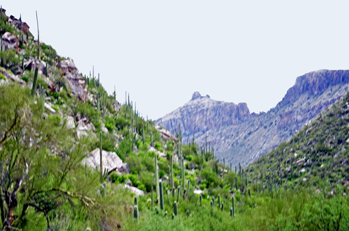  Sabino Canyon